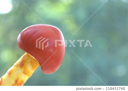 Red mushroom: young egg mushroom Red mushroom: young egg mushroom 118431748