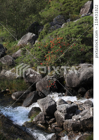 Rowan berry tree and creek near Fossvatnet Lake, Egersund, Norway. Rowan berry tree and creek near Fossvatnet Lake, Egersund, Norway. 118431822