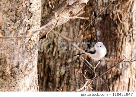 雪仙子島永在北海道壯瞥町森林裡玩耍 [2 月] 118431947