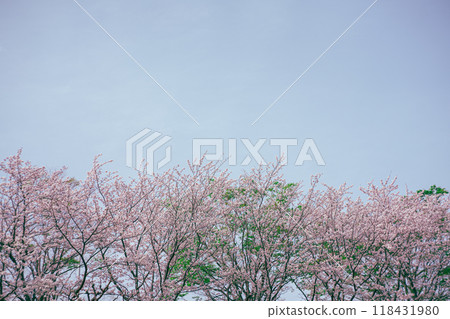 Cherry Blossoms Cherry Blossoms 118431980