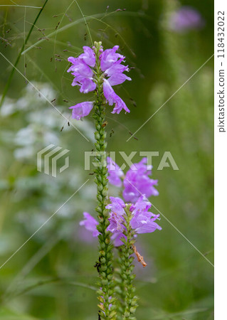 Physostegia virginiana Physostegia virginiana 118432022
