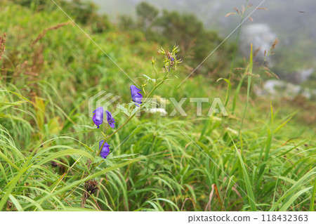 Alpine plant, Sakurai Usu, a purple flower resembling monkshood [Senjojiki Cirque] Nagano Prefecture, September 118432363