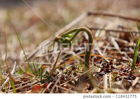 南坡出現蕨菜，野菜，早春，特寫 118432775