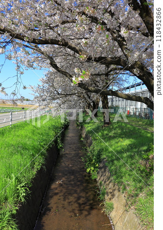 Take a stroll along the row of cherry blossom trees (Saitama Prefecture) 118432866