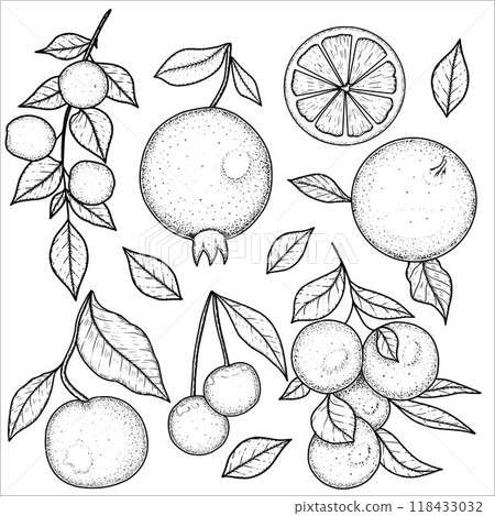 Hand drawn fruit set with oranges, pomegranate, apricots, apple. Vector illustration Hand drawn fruit set with oranges, pomegranate, apricots, apple. Vector illustration 118433032