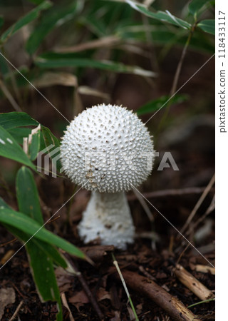 森林中發現的白色蘑菇，Shiroonitake 118433117