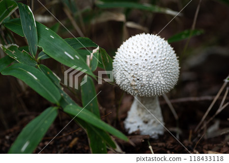White mushroom found in the forest: Shiroonitake mushroom White mushroom found in the forest: Shiroonitake mushroom 118433118