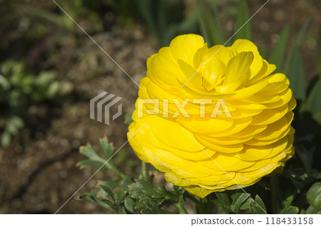 Bright yellow buttercup flowers in spring March 118433158