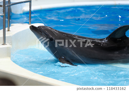 Aquarium dolphin show 118433162