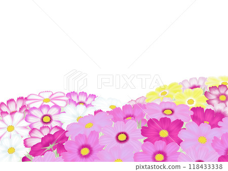 A background with lots of pink, white and yellow cosmos flowers 118433338