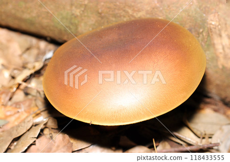 The light brown cap of a Japanese mushroom that looks just like a dorayaki (natural light + flash, macro close-up) 118433555