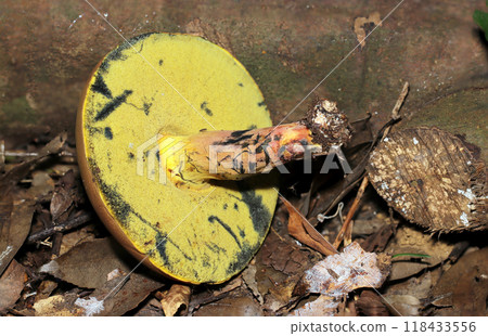 The underside of the yellow, spongy cap of a Japanese yarrow mushroom (natural light + strobe macro photography) 118433556