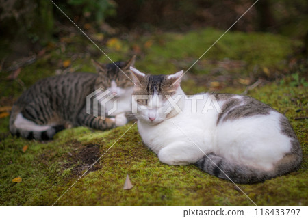 Cat resting in the shade 118433797