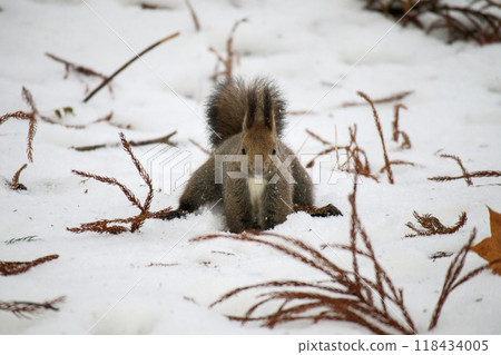 Ezoris playing in the snow 118434005