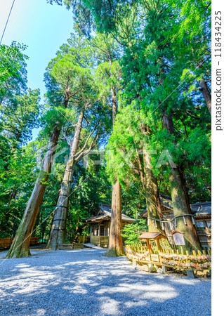夏高千穗神社神樹 宮崎縣高千穗町 夏高千穗神社神樹 宮崎縣高千穗町 118434225