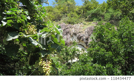 Tung nuts Tung nuts 118434477