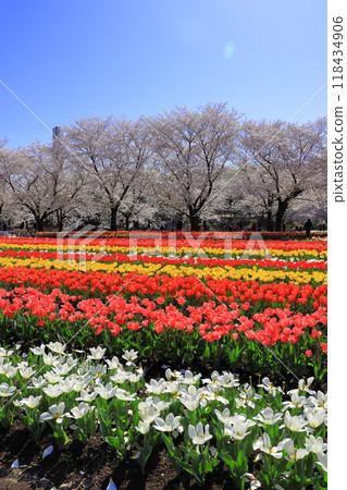 色彩繽紛的鬱金香花田《埼玉》 118434906