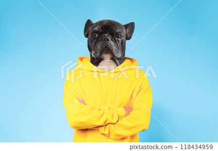 A French Bulldog stands confidently with its front paws crossed, wearing a vibrant yellow hoodie. The playful pup showcases a charming expression, set against a bright blue background 118434959