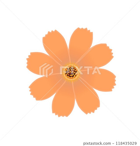 波斯菊花圖 波斯菊花圖 118435029