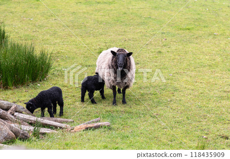 Black faced ewe and lambs on grassy pasture in Ireland Black faced ewe and lambs on grassy pasture in Ireland 118435909