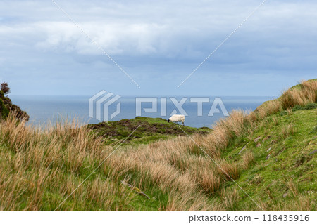 A sheep grazes on green hills by the Atlantic Ocean in Donegal, Ireland, with tall grasses 118435916