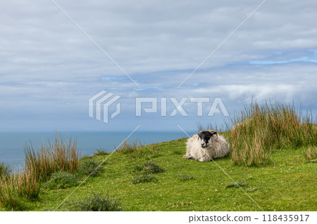Scottish Blackface sheep rests on a grassy hill by the Atlantic Ocean near Slieve League cliffs 118435917