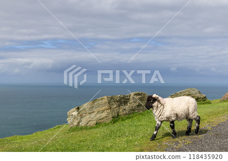 Young Scottish Blackface lamb walks on grassy coastal road in Ireland with the Atlantic Ocean Young Scottish Blackface lamb walks on grassy coastal road in Ireland with the Atlantic Ocean 118435920