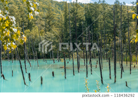 [Blue Pond, Shirogane, Biei Town] 118436292