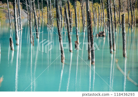 【美瑛町白金青池和水鏡】 118436293