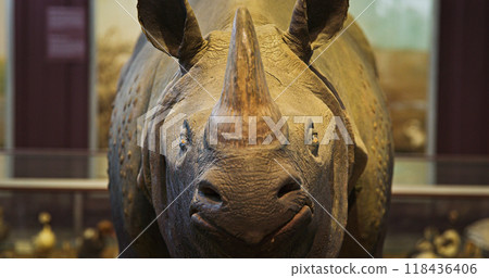 Close-up Front View On Stuffed Greater One-horned Rhinoceros, Great Indian Rhinoceros, Or Indian Rhino For Short. It Is Second Largest Extant Species Of Rhinoceros. Vulnerable Animal Close-up Front View On Stuffed Greater One-horned Rhinoceros, Great Indian Rhinoceros, Or Indian Rhino For Short. It Is Second Largest Extant Species Of Rhinoceros. Vulnerable Animal 118436406