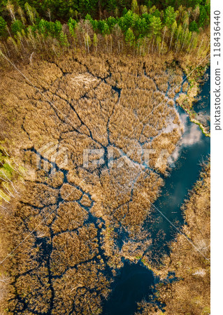 Spring Season. Aerial View. Young Birches Grow Among Small Marsh Bog Swamp River. Deciduous Trees With Young Foliage Leaves In Landscape In Early Spring 118436440