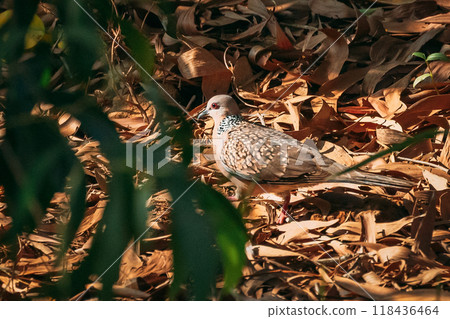 Goa, India. Spotted Dove With Collar Around Neck In Form Of Black And White Spots Walk On Dry Leaves. Goa, India. Spotted Dove With Collar Around Neck In Form Of Black And White Spots Walk On Dry Leaves. 118436464