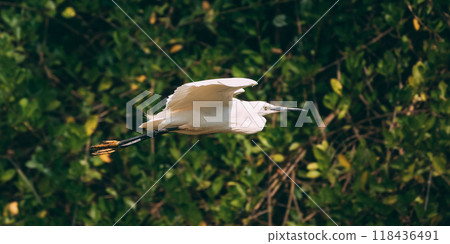 Goa, India. White Little Egret Flying On Background Greenery Goa, India. White Little Egret Flying On Background Greenery 118436491
