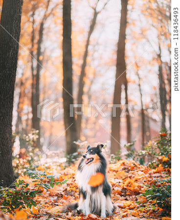 Tricolor Rough Collie, Funny Scottish Collie, Long-haired Collie, English Collie, Lassie Dog Sitting Outdoors In Autumn Day. Portrait Tricolor Rough Collie, Funny Scottish Collie, Long-haired Collie, English Collie, Lassie Dog Sitting Outdoors In Autumn Day. Portrait 118436493