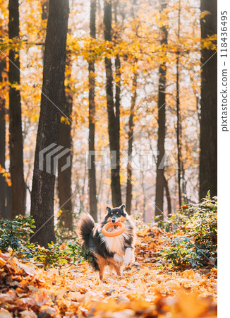 Funny Young Shetland Sheepdog Sheltie English Collie Playing With Ring Toy In Autumn Park. Tricolor Rough Scottish Collie, Lassie Dog Running In Dry Yellow Fallen Foliage Outdoor. 118436495