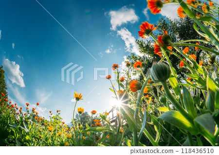 Orange Flowers Of Calendula Officinalis. Medicinal Plant. Sunshine direct in camera. Agricultural Landscape. Summer Sky Above Calendula plants. Agricultural Concept . Bottom view. Beautiful Summer 118436510