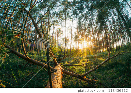 Fallen tree pine after storm on forest ground Woodland. Sunlight Sunrays Sunbeams Shine Through Fallen pine Tree In Autumn Forest Landscape 118436512
