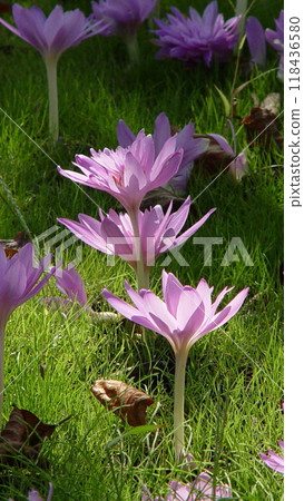 狗狗藏紅花綻放粉紅花朵（十月） 狗狗藏紅花 (Colchicum) 14V9.16 118436580
