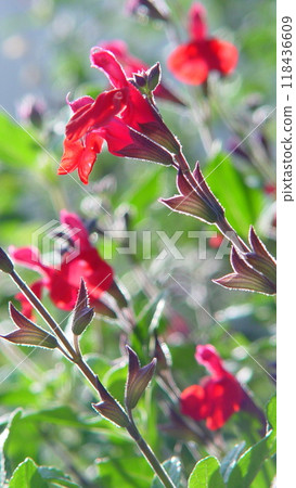 Cherry sage is a cute red herb flower. Flower (December) Cherry sage 04V9.16 Cherry sage is a cute red herb flower. Flower (December) Cherry sage 04V9.16 118436609