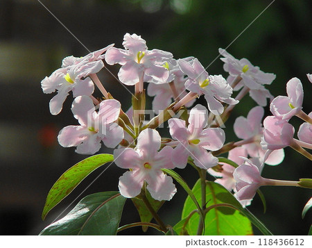 Pretty pink lucuria flowers Flowers (December) lucuria 02 Pretty pink lucuria flowers Flowers (December) lucuria 02 118436612