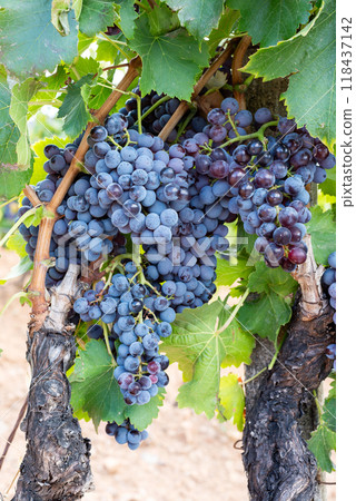 Cannonau grape plant with bunches of ripe grapes. Agriculture. Cannonau grape plant with bunches of ripe grapes. Agriculture. 118437142