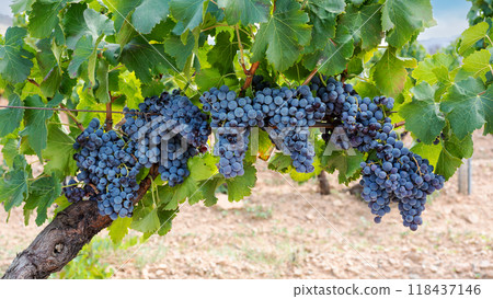 Cannonau grape plant with bunches of ripe grapes. Agriculture. Cannonau grape plant with bunches of ripe grapes. Agriculture. 118437146