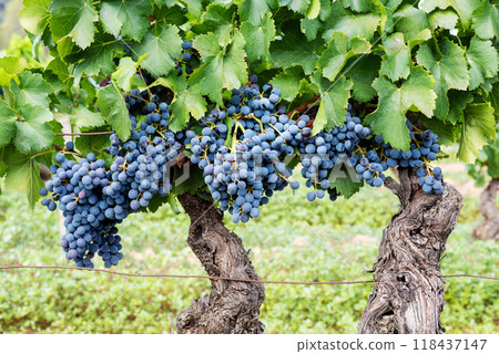 Cannonau grape plant with bunches of ripe grapes. Agriculture. Cannonau grape plant with bunches of ripe grapes. Agriculture. 118437147