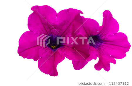 pink petunia isolated 118437512
