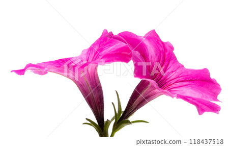 pink petunia isolated 118437518