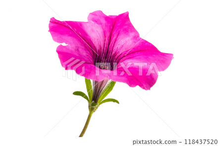 pink petunia isolated pink petunia isolated 118437520