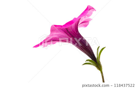 pink petunia isolated 118437522