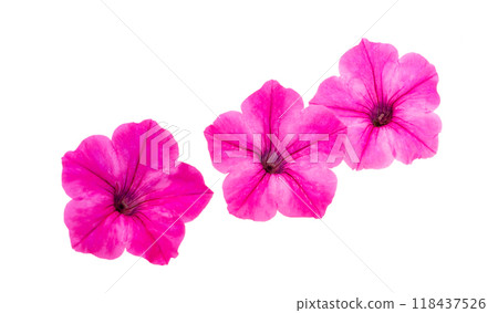 pink petunia isolated 118437526