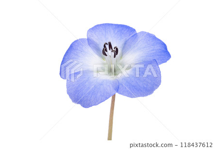 beautiful nemophila flower beautiful nemophila flower 118437612