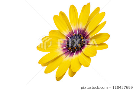 Osteospermum flowers isolated 118437699
